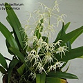 Bulbophyllum laxiflorum-2.JPG