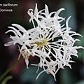 Bulbophyllum laxiflorum-3.JPG