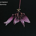 Bulbophyllum lepidum.JPG