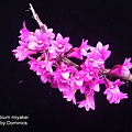 Dendrobium miyakei.jpg