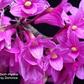 Dendrobium miyakei-1.jpg