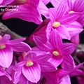 Dendrobium miyakei-2.jpg