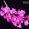 Dendrobium miyakei-3.jpg