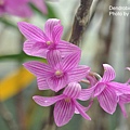 Dendrobium miyakei-4.JPG