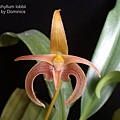 Bulbophyllum lobbii.JPG