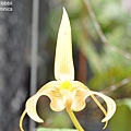 Bulbophyllum lobbii-1.JPG