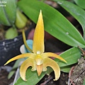 Bulbophyllum lobbii-2.JPG