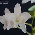 Dendrobium moniliforme.JPG
