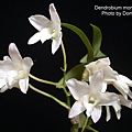Dendrobium moniliforme-1.JPG