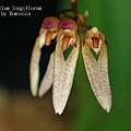Bulbophyllum longiflorum.JPG