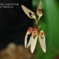 Bulbophyllum longiflorum-1.JPG