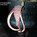 Bulbophyllum longisepalum.JPG