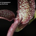 Bulbophyllum longisepalum-2.JPG