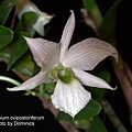 Dendrobium ovipostoriferum.jpg