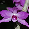 Dendrobium parishii-1.JPG