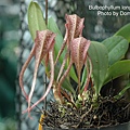 Bulbophyllum longisepalum-3.JPG