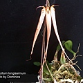 Bulbophyllum longissimum.JPG