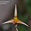 Bulbophyllum macrochilum.JPG