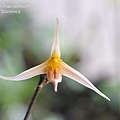 Bulbophyllum macrochilum-1.JPG