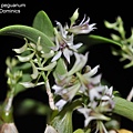 Dendrobium peguanum.JPG