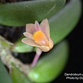 Dendrobium prenticei.JPG