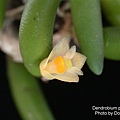 Dendrobium prenticei-1.JPG
