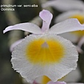 Dendrobium primulinum var. semi-alba.JPG