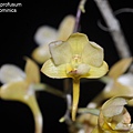 Dendrobium profusum.JPG