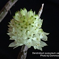 Dendrobium purpureum var. album.JPG
