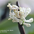 Dendrobium purpureum var. album-1.JPG