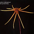 Bulbophyllum makoyanum.JPG