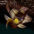 Bulbophyllum maximum.JPG