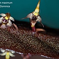 Bulbophyllum maximum-1.JPG