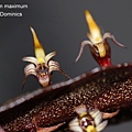 Bulbophyllum maximum-2.JPG
