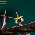 Bulbophyllum maximum-3.JPG