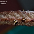 Bulbophyllum maximum-4.JPG