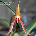 Bulbophyllum nymphopolitanum.JPG