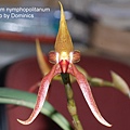 Bulbophyllum nymphopolitanum-1.JPG