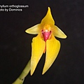 Bulbophyllum orthoglossum.JPG