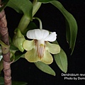 Dendrobium revolutum-1.JPG