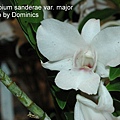 Dendrobium sanderae var. major.JPG