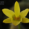 Dendrobium senile.JPG