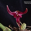 Bulbophyllum patens.JPG