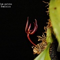 Bulbophyllum patens-1.JPG