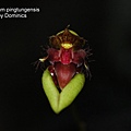 Bulbophyllum pingtungensis.JPG
