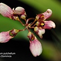 Bulbophyllum pulchellum.JPG