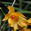 Dendrobium sp.(竹葉石斛).JPG