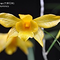 Dendrobium sp.(竹葉石斛)-1.JPG