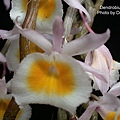 Dendrobium sp..JPG