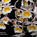 Dendrobium sp.-1.JPG